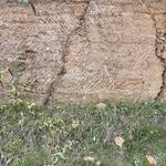 7. Ham Hill - Quarry face showing pick work along cracks