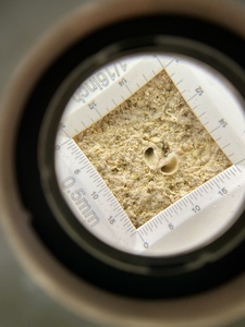 Loupe of Doulting Stone